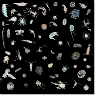 Plankton Posters and Art